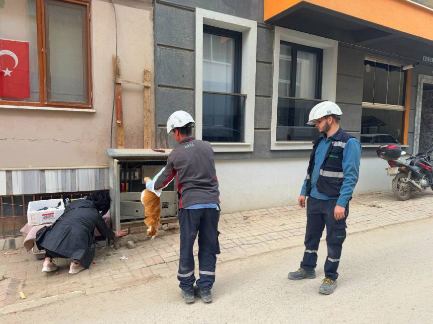 Erdek'te trafoya giren kedi öldü; bölgede kısa süreli elektrik kesintisi yaşandı