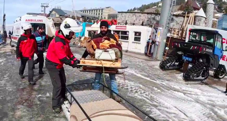 Jandarma buzağıyı kar motosikletiyle taşıdı