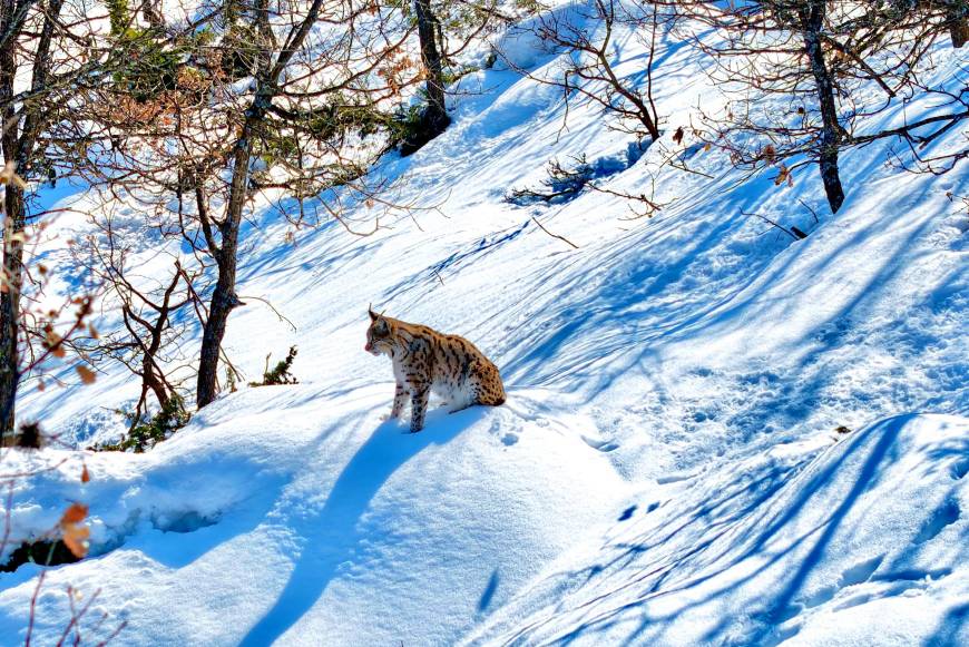 Tunceli'de ‘Ormanın hayaleti' olarak bilinen vaşak, havadan görüntülendi