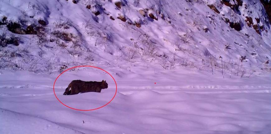 Nesli azalan hayvanlar listesindeki yaban kedisi, Bursa’da görüntülendi