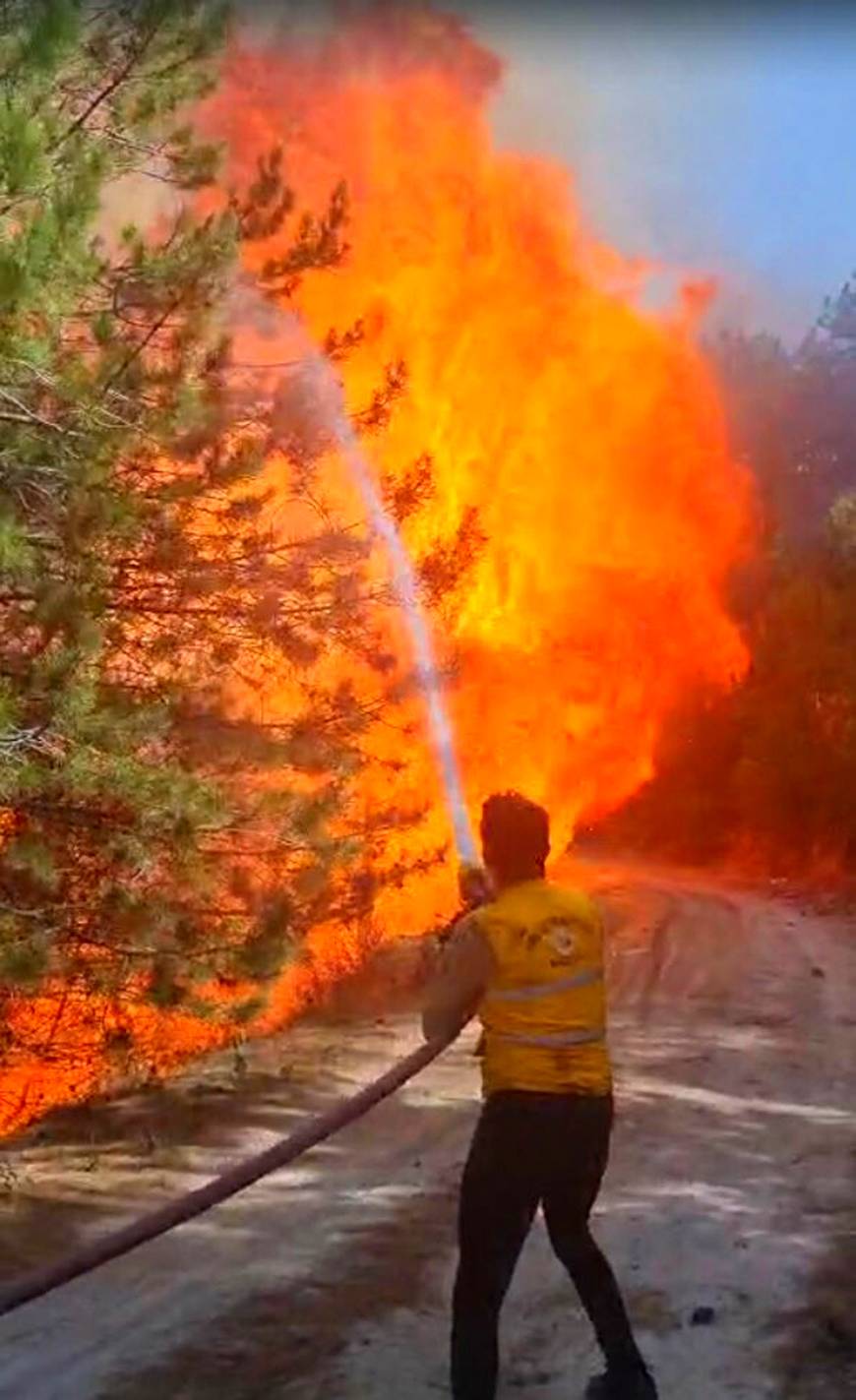 Aydın'da Nazilli’de orman yangını