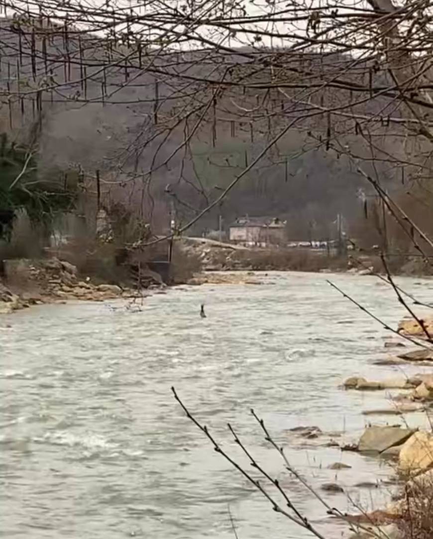 Derede akıntıya kapılan karaca kamerada