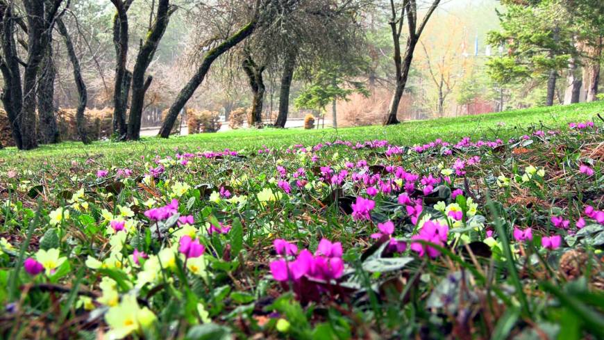 Baharın müjdecisi Abant çiğdemleri, milli parka renk kattı