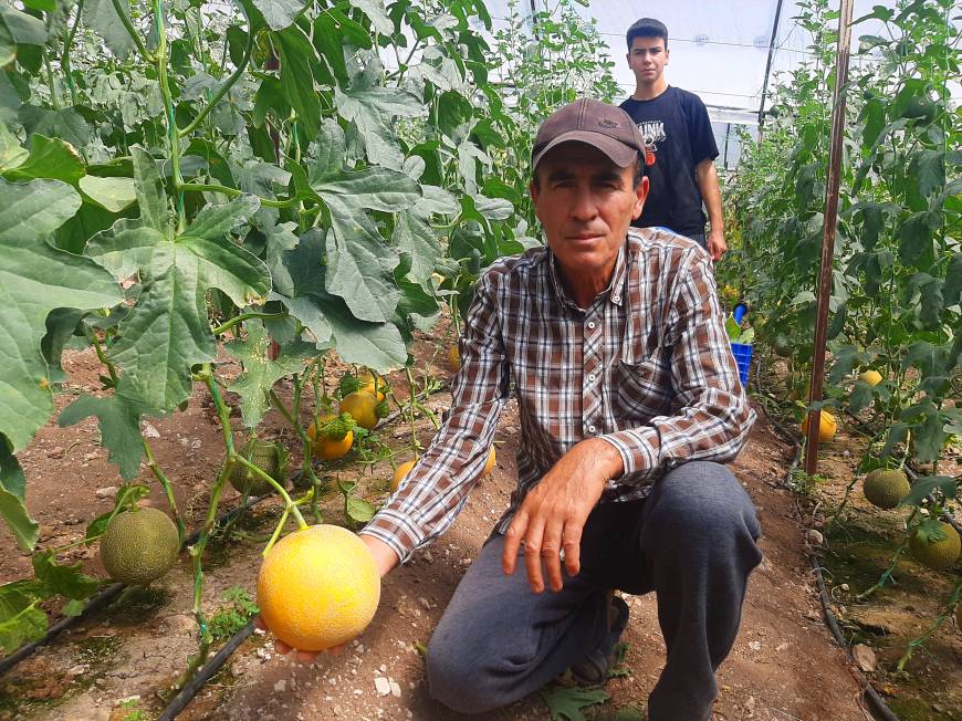 'Bu mevsimde olmaz' diyenlere aldırmadı, kışın serada kavun yetiştirdi