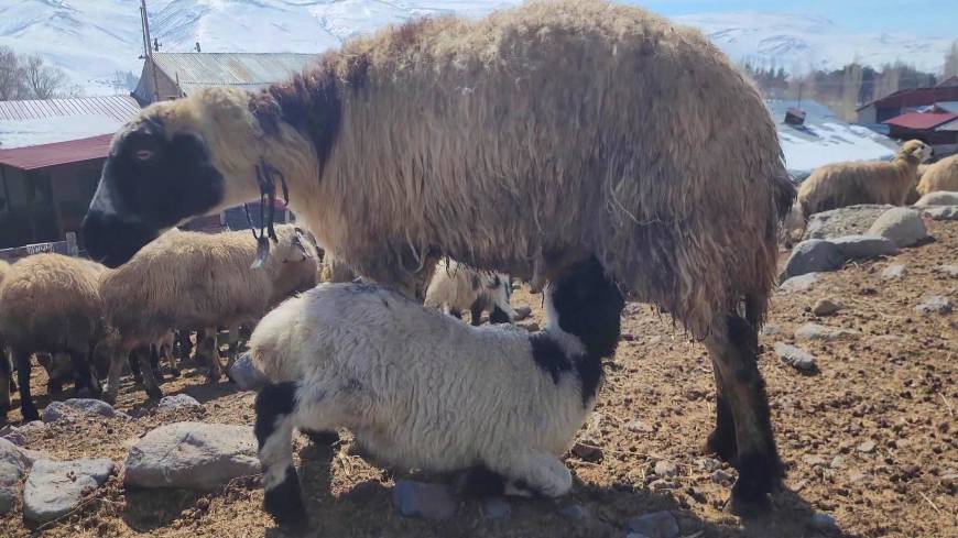 Kuzular anneleri ile buluştu, güzel görüntüler ortaya çıktı 