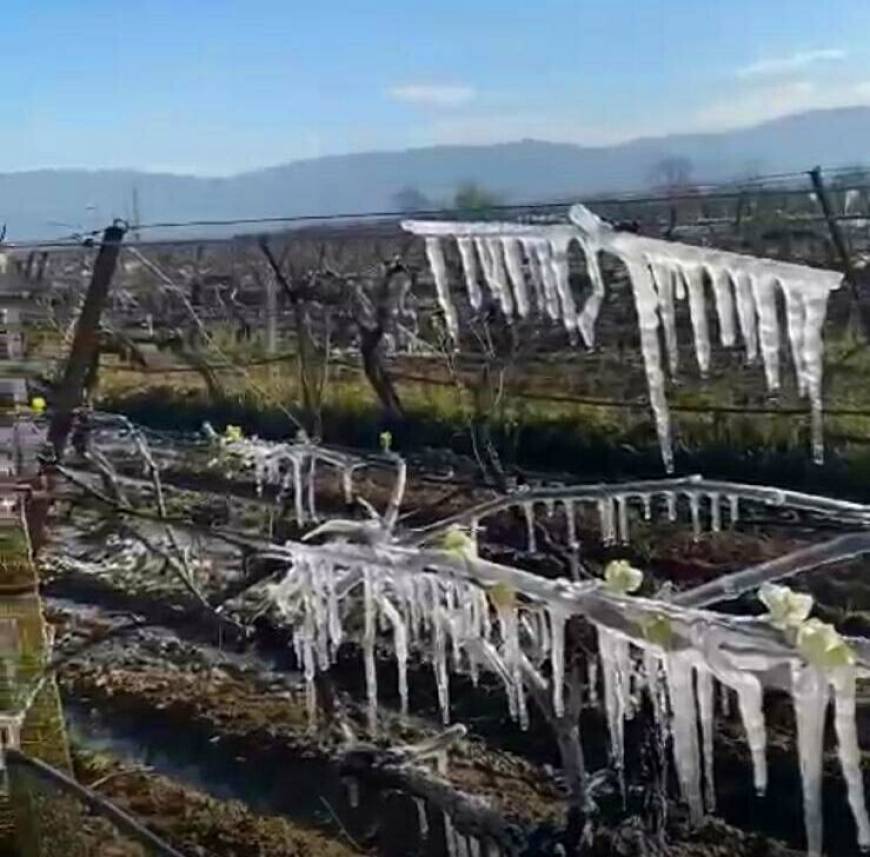 Manisa'da üzüm bağlarını don vurdu