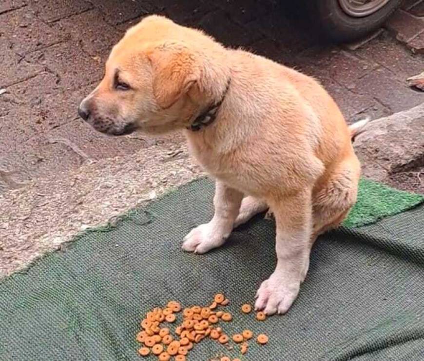 Ordu'da yavru köpekleri ezen sürücü, yoluna devam etti