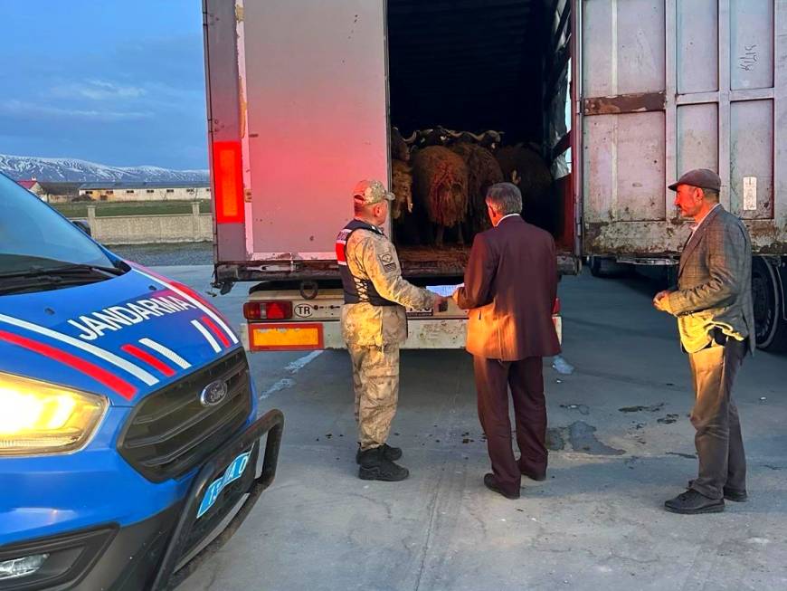 Ağrı'da çalınan 300 küçükbaş, Bitlis'te jandarmanın durdurduğu TIR'larda bulundu