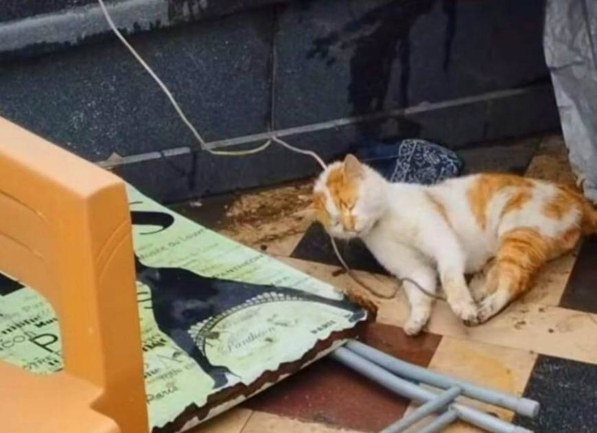Cami avlusunda iple boğulmuş kedi bulundu