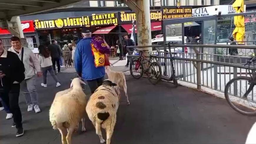 İstanbul - Küçükçekmece’de bir kişi, 4 koyunu ile yürürken görüntülendi