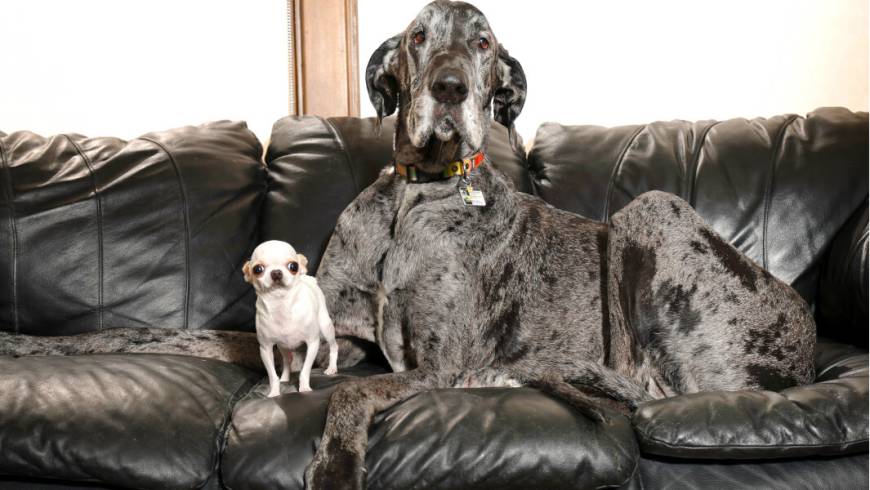 Dünyanın en büyük ve en küçük köpekleri bir araya geldi
