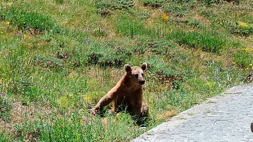 Bitlis Valiliği'nden Nemrut’a giden vatandaşlara 'bozayı' uyarısı
