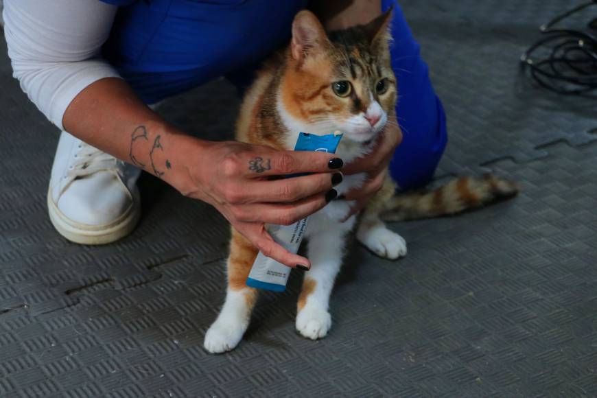 Depremzede kedi 'Defne'ye, 2 yıldır yuva aranıyor