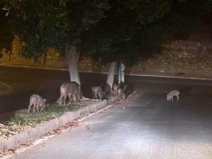 Muğla'da yaban domuzlarıyla mücadele kararı