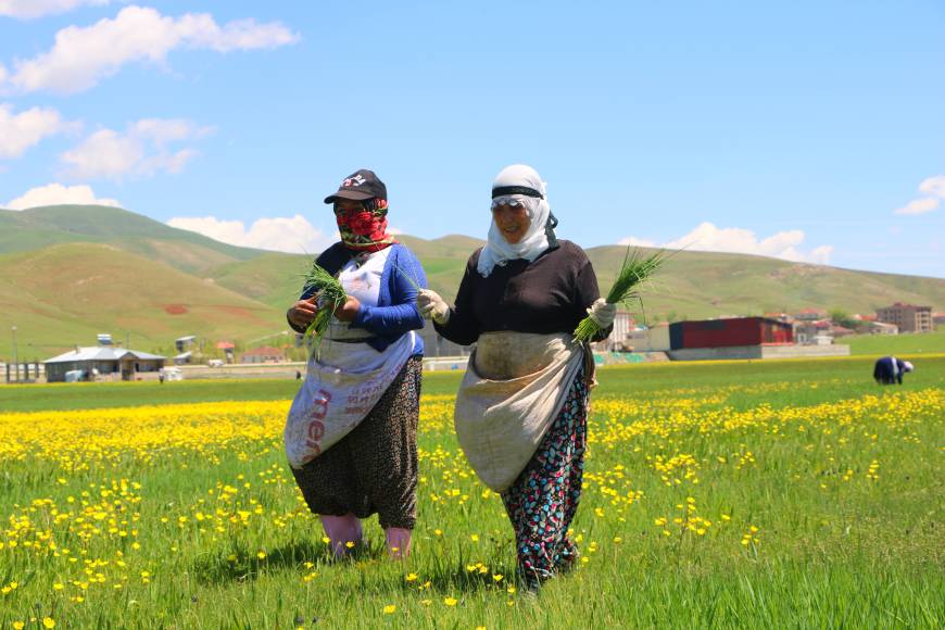 Yüksekova'da kadınların pancar otu toplama mesaisi başladı