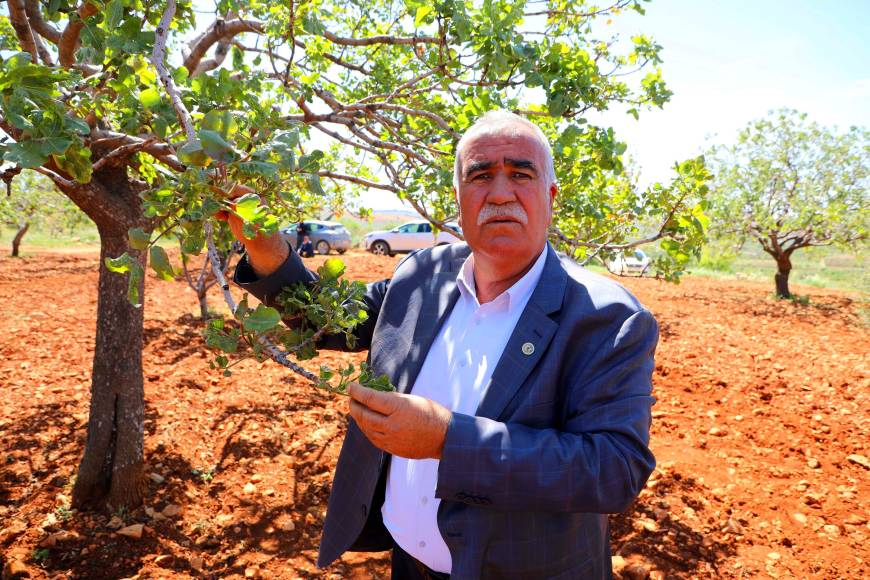 Antep fıstığında zirai don kaybı büyük