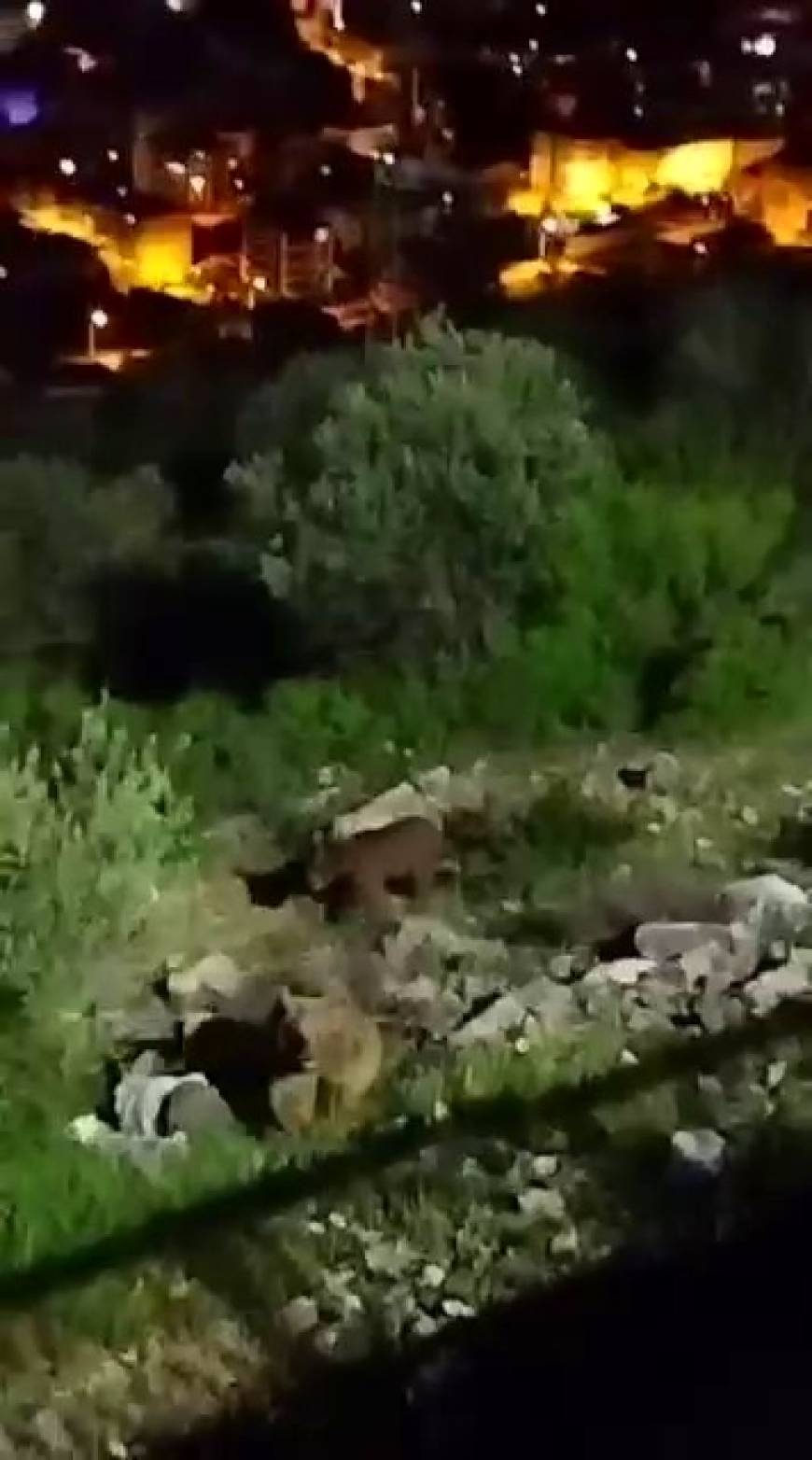 Sakarya'da mahalle yakınlarına inen bozayılar kamerada