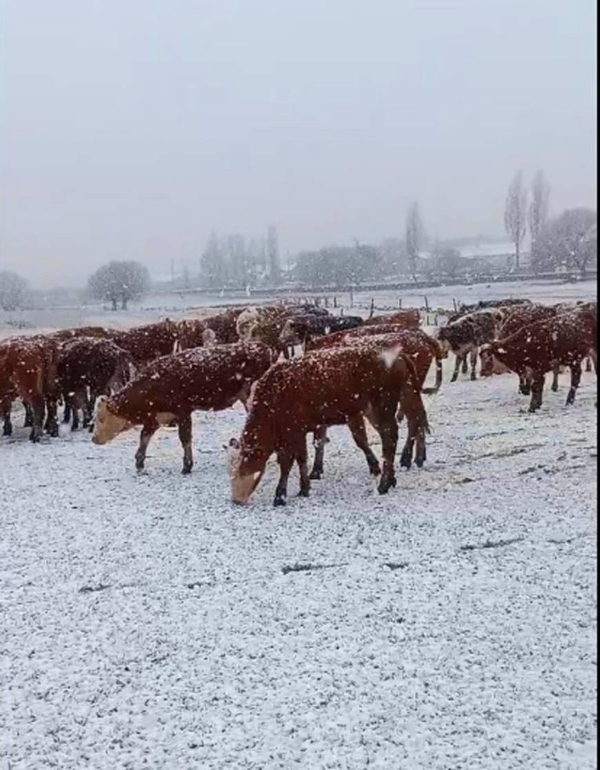 Ardahan'ın yüksek kesimlerinde kar yağışı (2)