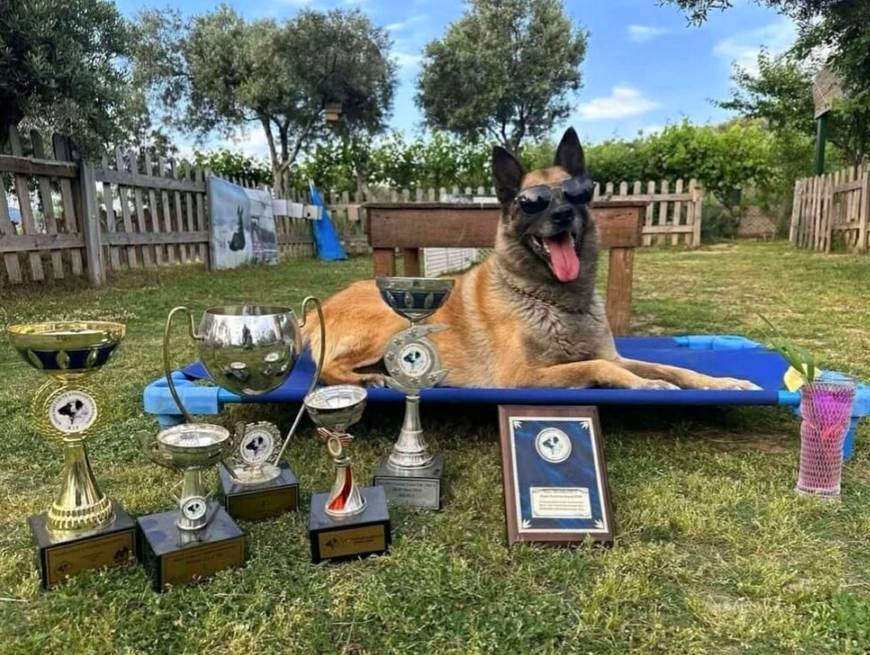 Afetlerde görev alıp, sayısız yaşamın kurtarılmasına yardımcı oldu… Kahraman köpek ‘Bob’ öldü