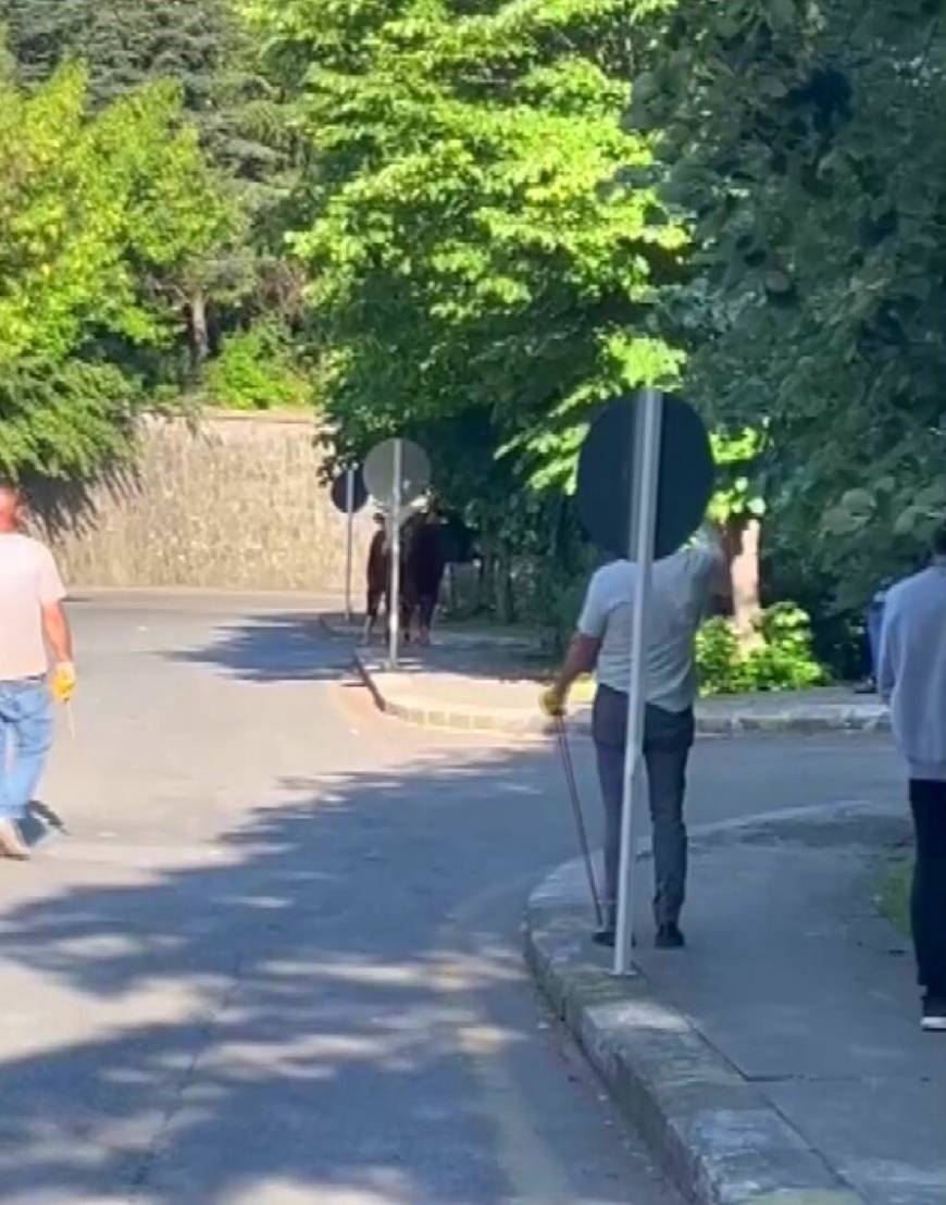 İstanbul- Ataşehir’de kaçan kurbanlığı çevredekiler güçlükle yakaladı