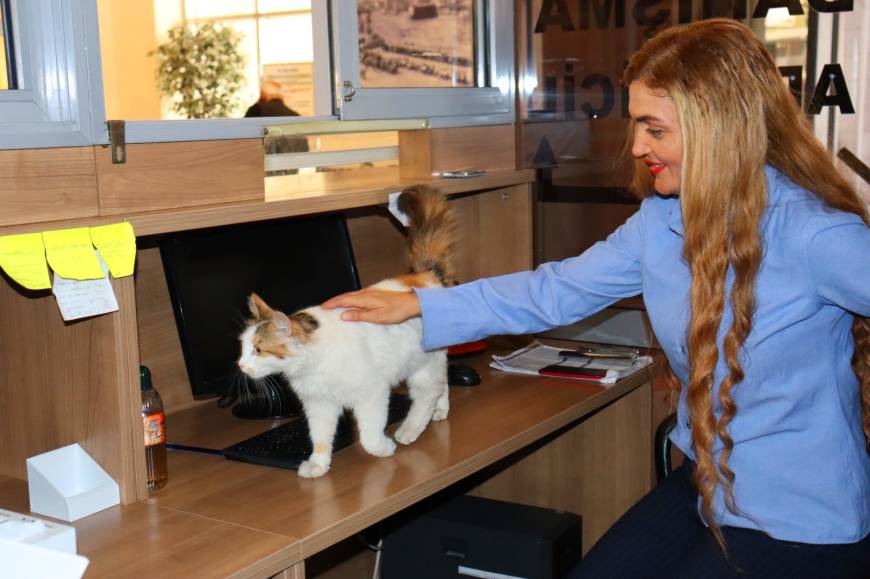 Amasya Adliyesi'nin sevimli kedisi 'Adalet'