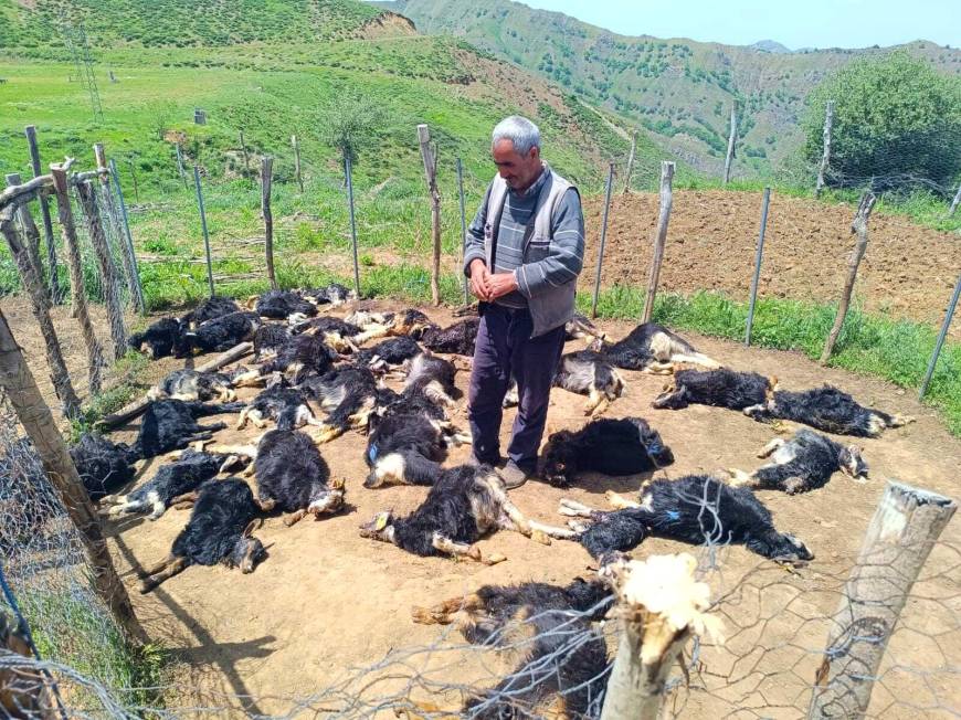 Bingöl'de ağıla giren kurtlar, 49 küçükbaşı öldürdü